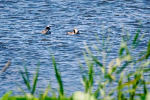 Photo, bird, great crested grebe, wild bird, 