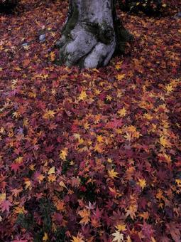 もみじの絨毯 もみじの絨毯の写真