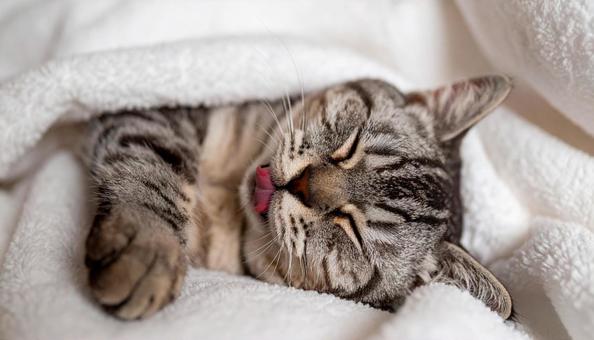 舌を出している猫 舌を出している猫の写真