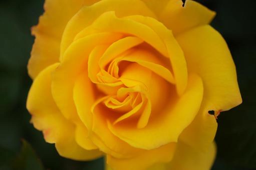 華5 華5の写真