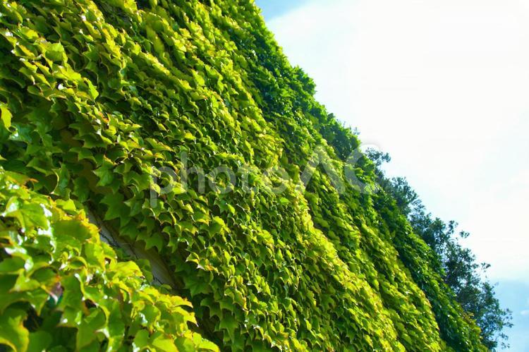 蔦2 木,植物,森の写真素材