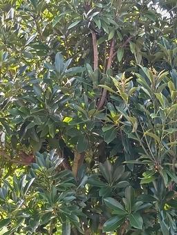 マテバシイ マテバシイの写真