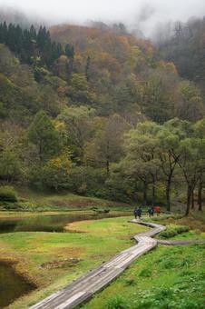 秋の高原と霧 秋の高原と霧 霧,秋,紅葉の写真素材