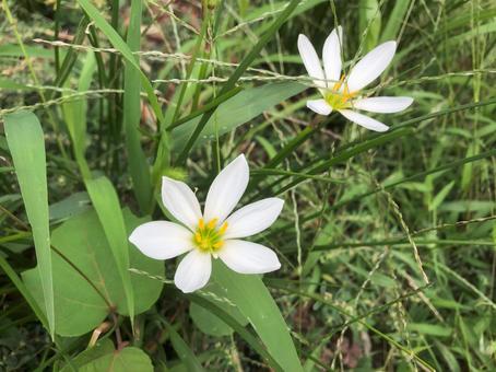 道端に咲く玉簾(タマスダレ)の花 道端に咲く玉簾(タマスダレ)の花の写真