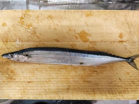 初物秋刀魚1(生) 初物秋刀魚1(生)の写真