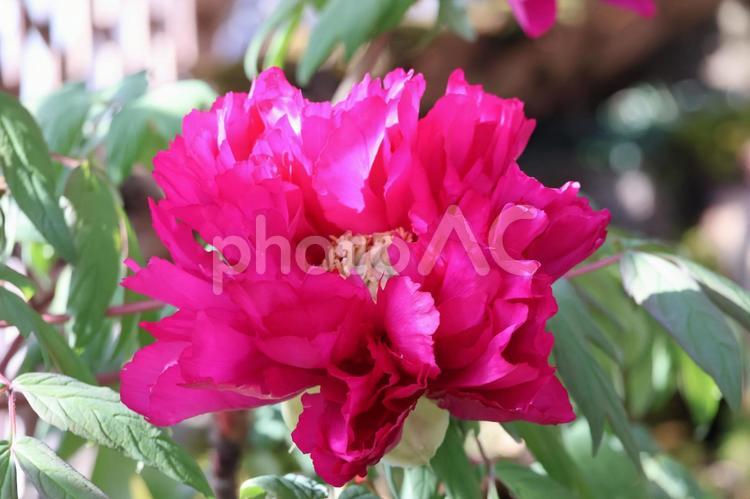 濃いピンクの花びらの牡丹の花のアップ 濃いピンク,花びら,牡丹の写真素材