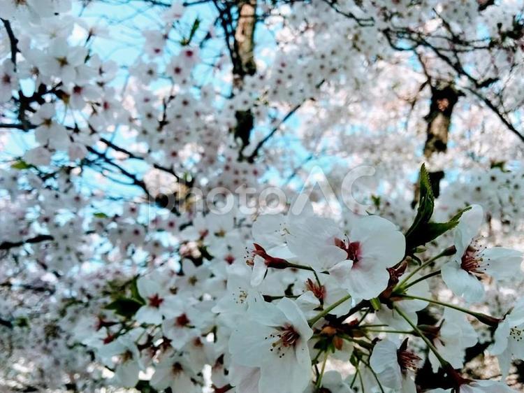 桜84　精神の美　cherryblossoms ソメイヨシノ,そめいよしの,桜の写真素材