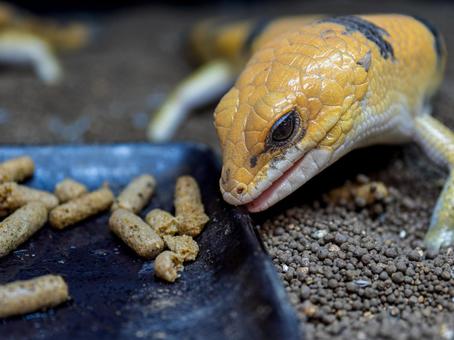 ピーターズバンデッドスキンクのアップの写真