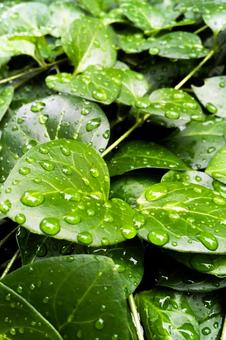 濡れた新緑の葉と美しい水滴 葉,水滴,雨粒の写真素材