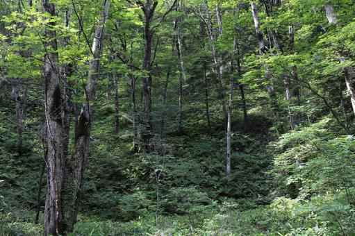 上高地の森 上高地の森の写真