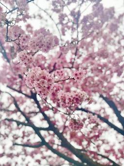 満開の桜 満開の桜の写真