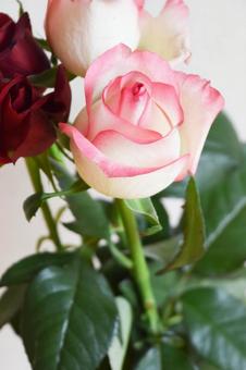 赤とピンクのばら 赤とピンクのばら 赤,赤い薔薇,ピンクの写真素材