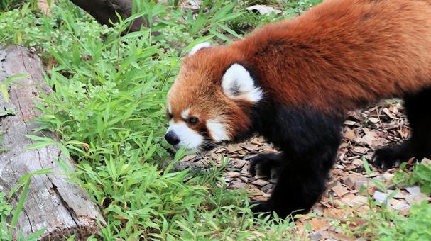 夏休みの動物園 レッサーパンダも暑い 夏休みの動物園 レッサーパンダも暑いの写真