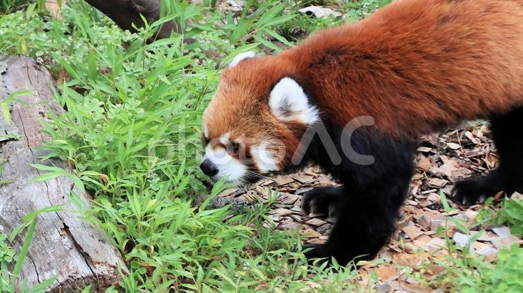 夏休みの動物園　レッサーパンダも暑い レッサーパンダ,小熊貓,動物園の写真素材