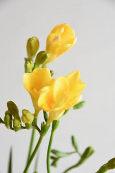 フリージアの写真