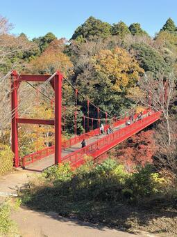 紅葉 橋 紅葉,紅葉狩り,秋の風景の写真素材