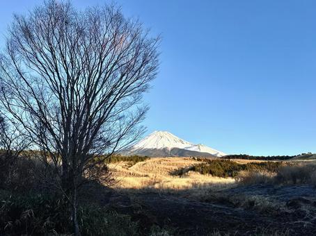 陽のあたる場所に 富士山,木,朝の写真素材