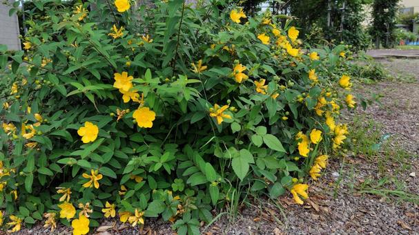 Photo, hiperam, flower, yellow, 