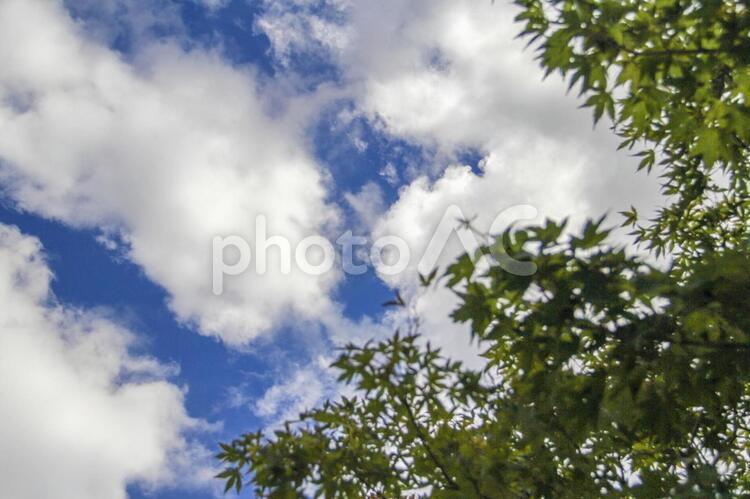 空と木と雲03 青空,空,秋晴れの写真素材
