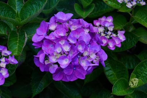 アジサイの花 アジサイの花の写真