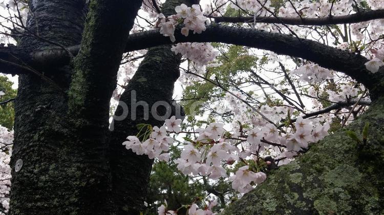 サクラのアップ さくら,さくらふぶき,つぼみの写真素材