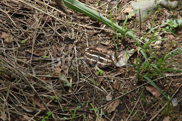 自然の中のミスジチョウ ミスジチョウ,コミスジ,蝶の写真素材