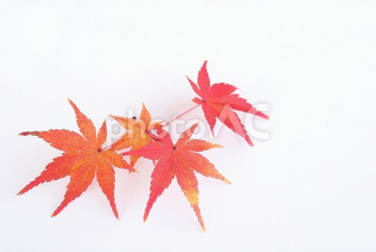モミジ　紅葉　イメージ素材 モミジ,もみじ,紅葉の写真素材