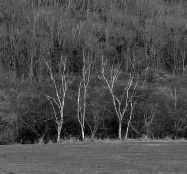 モノクロの世界に佇む標茶町の白樺の林 木立,シラカバ,林の写真素材