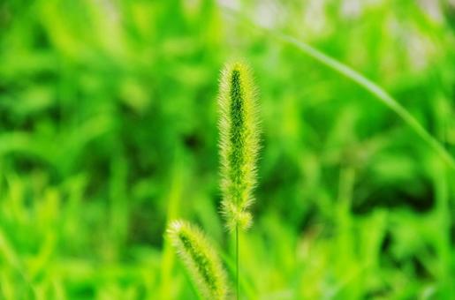 夏の詩 エノコログサ 夏の詩 エノコログサの写真
