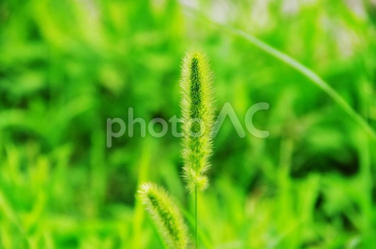夏の詩　エノコログサ 詩,夏イメージ,エノコログサの写真素材