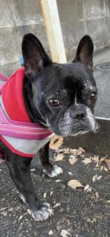 落ち葉をお持ち帰り フレンチブルドッグ,散歩,動物の写真素材