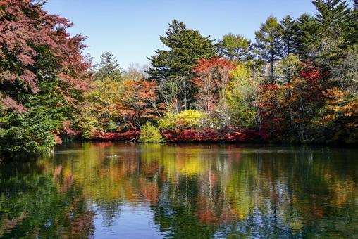 秋の雲場池②　軽井沢 雲場池,軽井沢,紅葉の写真素材