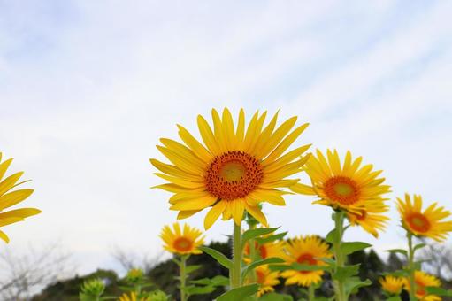 白い雲が覆う空 ひまわり 白い雲が覆う空 ひまわり ひまわり,花,植物の写真素材