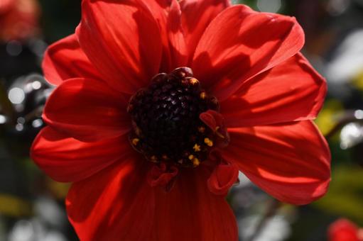 紫竹ガーデンの写真