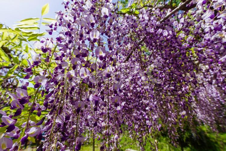 満開の藤の花 藤,藤棚,花の写真素材