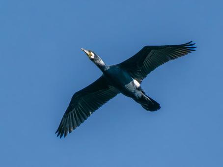 水辺を飛ぶカワウ 水辺を飛ぶカワウ カワウ,野鳥,鳥の写真素材