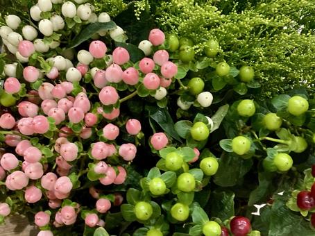 ヒペリカム４色 ヒペリカム,実,丸いの写真素材