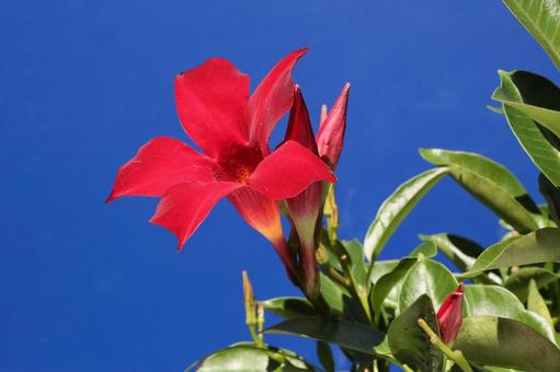 マンデリア・サンデリの花 マンデリア・サンデリの花 植物,花びら,つぼみの写真素材