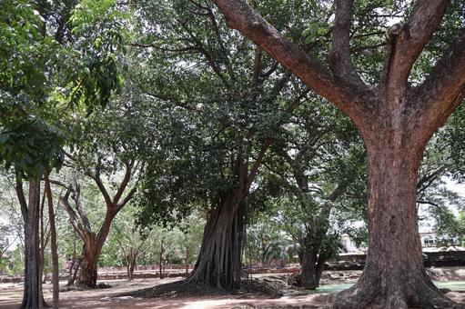 緑の葉の大樹の森のあるタイの公園 緑の葉の大樹の森のあるタイの公園の写真