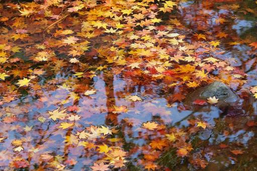 彩りの水辺 彩りの水辺の写真