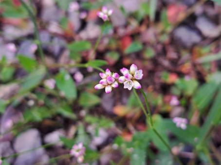 星の花1 星の花1の写真