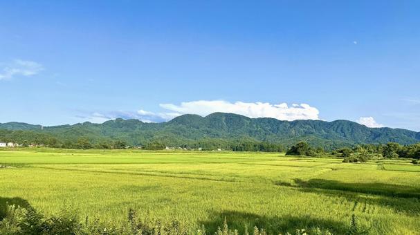 真夏の水田 真夏の水田の写真