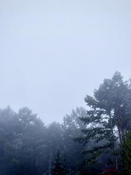 細小波(いさらなみ)の森 霧,山霧,フォグの写真素材