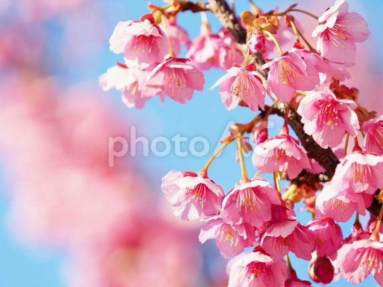 松原公園の土肥桜（伊豆） 土肥桜,松原公園,土肥桜まつりの写真素材