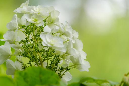 White hydrangea blooming in early summer, JPG White hydrangea blooming in early summer, JPG