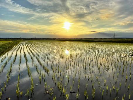 田んぼに反射する夕日3 田んぼに反射する夕日3 田んぼ,米,水田の写真素材