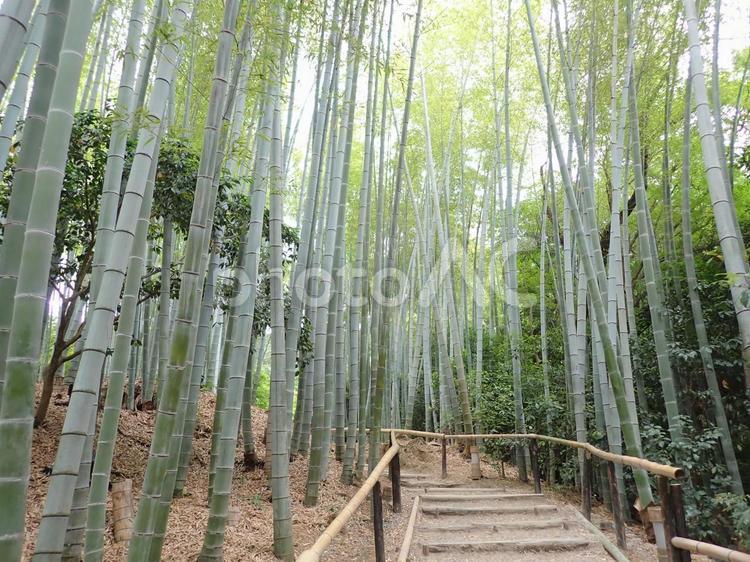高台寺④＠京都 東山区 高台寺,竹林,庭園の写真素材