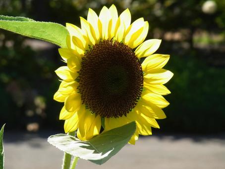 郊外のひまわり畑に咲くヒマワリ 郊外のひまわり畑に咲くヒマワリ ヒマワリ,花,植物の写真素材