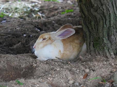 大久野島のウサギ 大久野島のウサギ ウサギ,かわいい,大久野島の写真素材