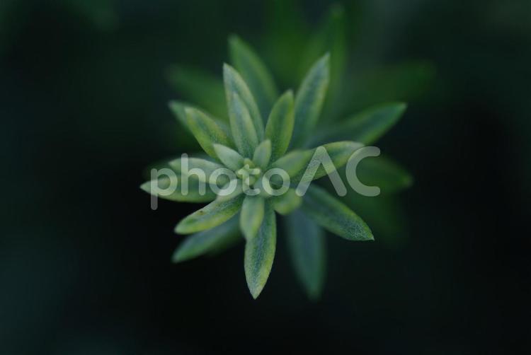 東京六本木4丁目の鮮やかなハーブの新芽 新芽,ハーフ,草の写真素材